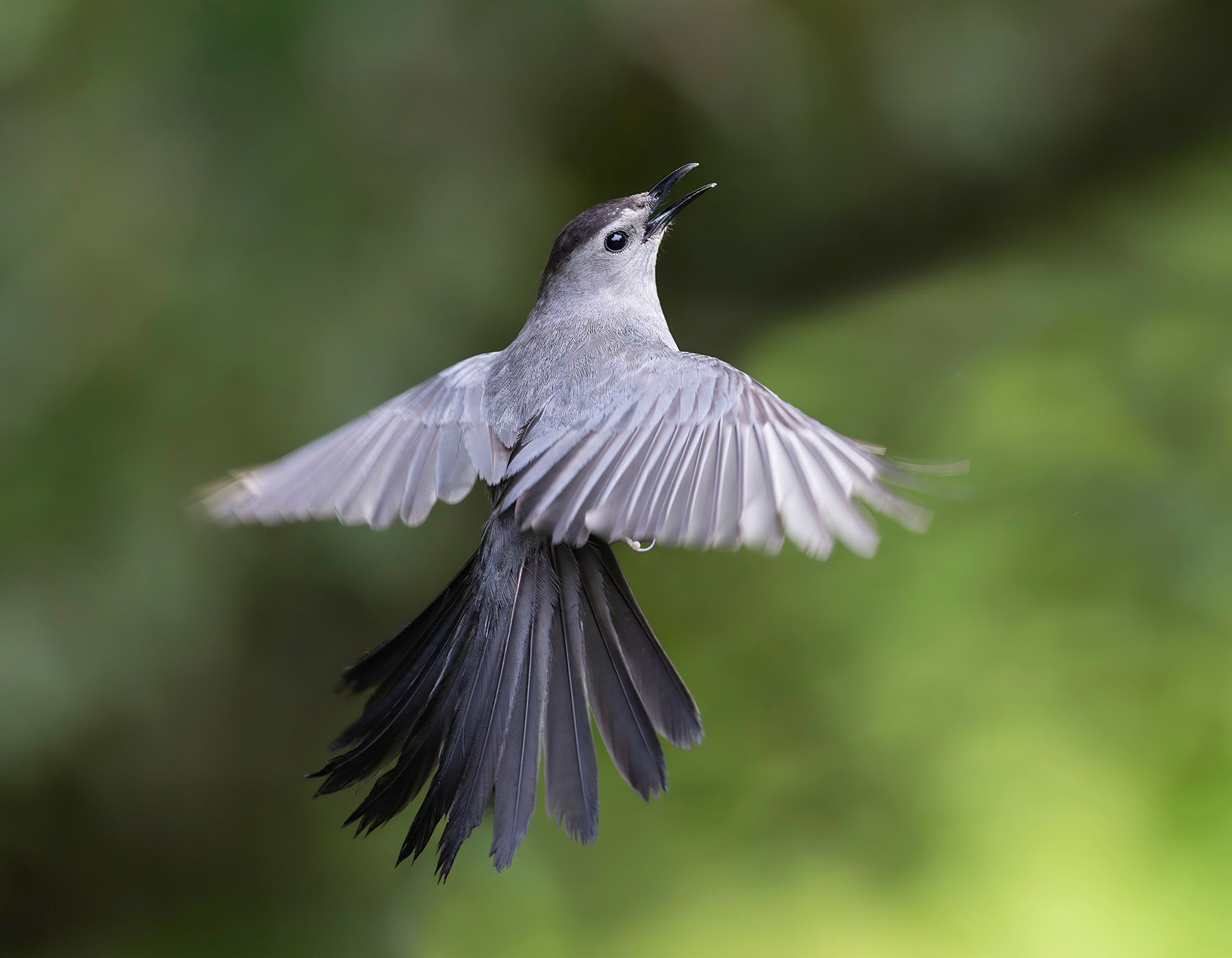 2025-06-28 CAT BIRD IF 2_1V3 copy.jpg