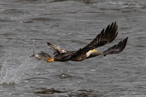 2025-11-12 BE IF JUV DIVE_10v2 copy.jpg