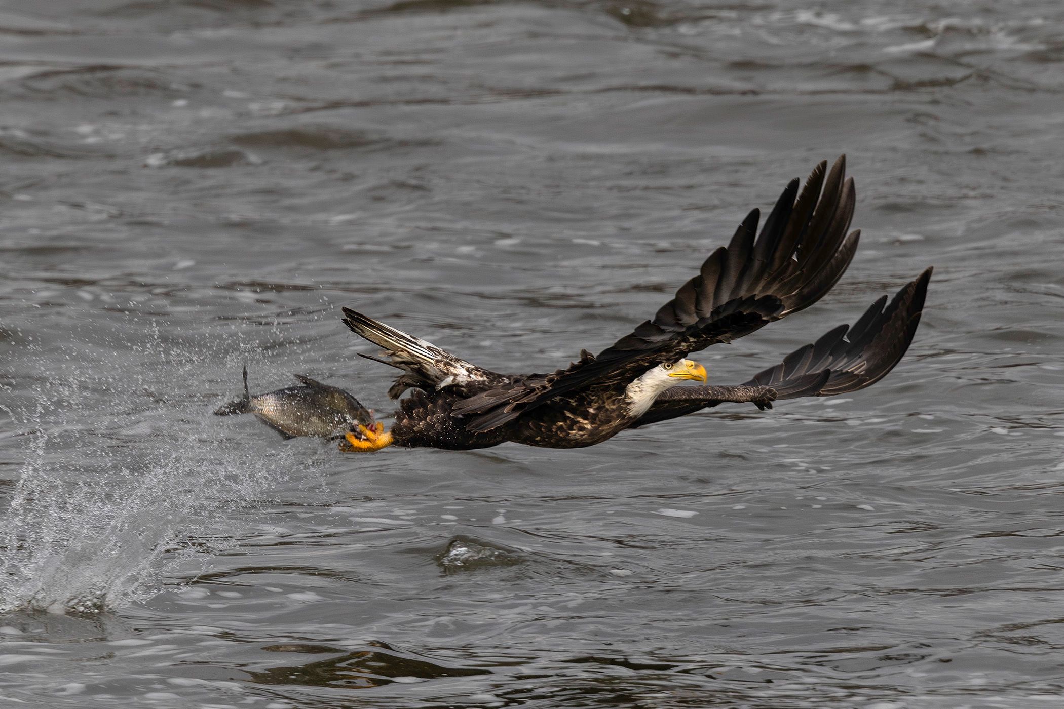 2025-11-12 BE IF JUV DIVE_10v2 copy.jpg