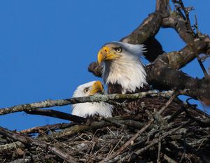 2026-04-07 BE NEST PAIR_8v2 copy.jpg