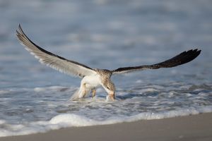 2016-08-30 BSKIMMER JUV SKIM_10v2.jpg