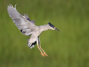 2017-07-30 BCNH_13V2.jpg