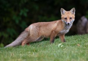 2023-06-18 FOX KIT_01_1v2.jpg