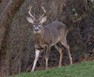 2023-11-30 DEER BUCK 8 POINT_26V2.jpg