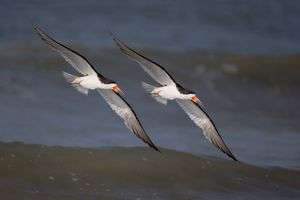 2016-08-30 BSKIMMER PORTRAIT_4V2.jpg