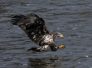 2025-11-12 BE IF JUVI FISH 1 (12v2) copy.jpg