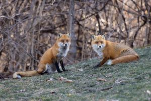 2024-02-25 FOX PAIR_2v2.jpg