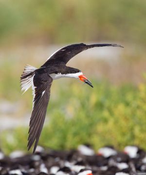 2015-09-25 SKIMMERS IF COLONY ADULT FISH_2v2.jpg