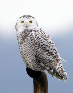 2014-01-31 Snowy female pipe_5v2.jpg