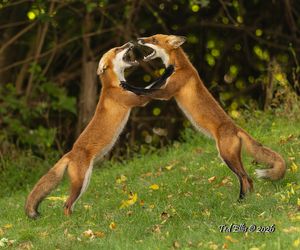 2026-09-10 FOX SIBLINGS_6v2 copy.jpg