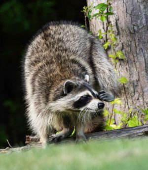 2026-06-01 RACOON FOX SERIES_31v2 copy.jpg