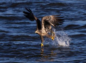 2025-11-04 BE IF JUVI FISH_4V2 copy.jpg