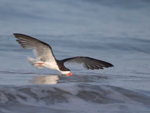 2016-08-29 BSKIMMER SKIMMING_10v2.jpg