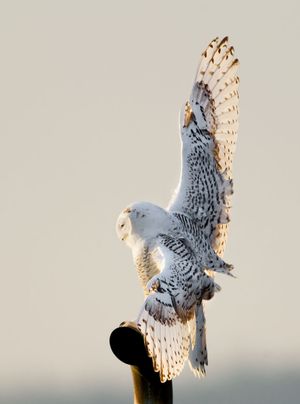 2014-02-01 Snowy pipe_1v4.jpg