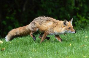 2026-05-27 FOX CHIPMUNK SERIES_3V2 copy.jpg