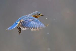 2015-03-28 BB IF_1V3.jpg