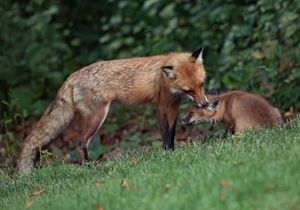 2023-06-02 KIT FOX BATHE_01_1v2.jpg