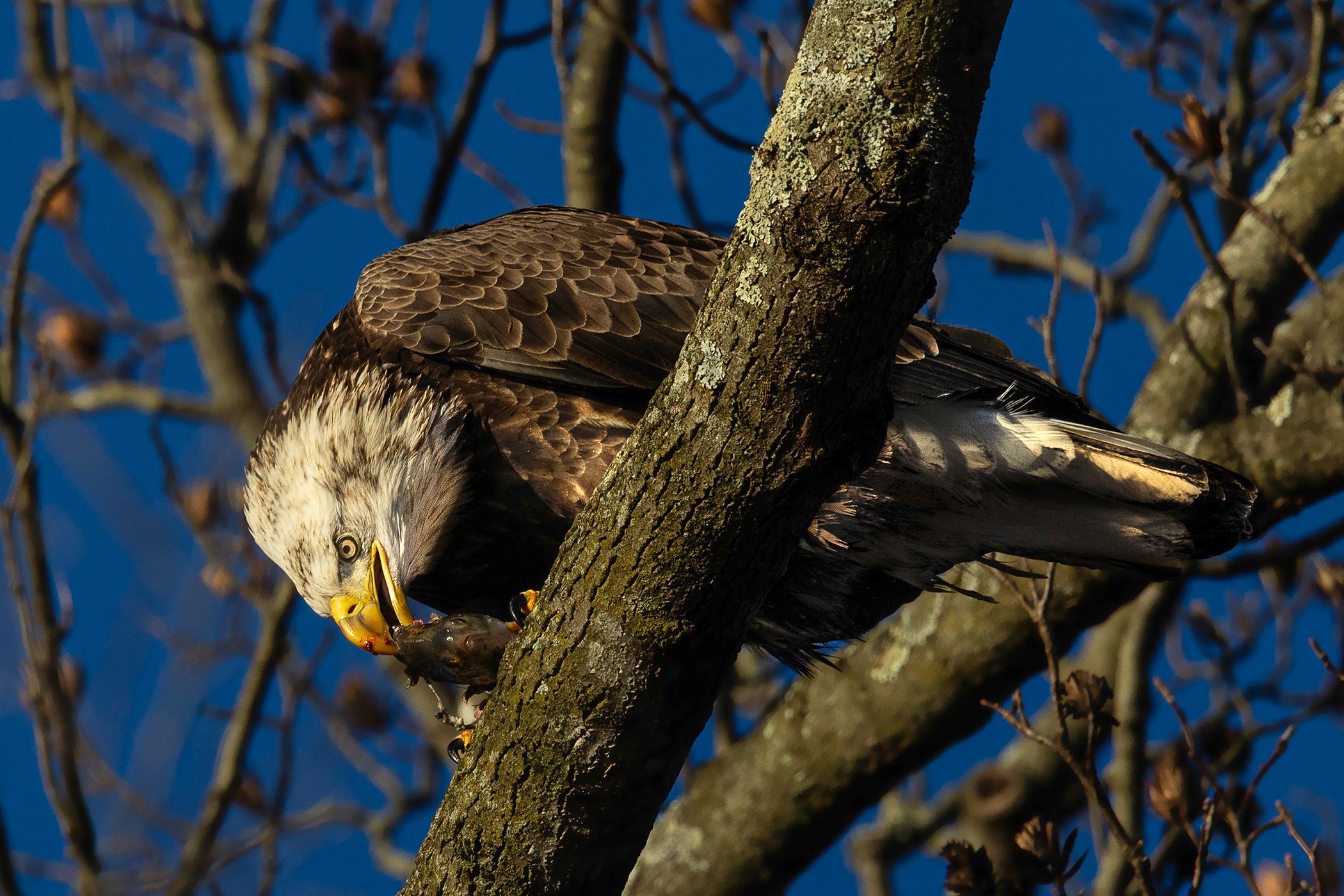 2025-11-18 BE JUVI FISH EAT _7v2 copy.jpg