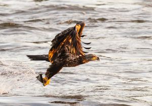 2025-11-05 BE IF JUVI FISH_1_3v2 copy.jpg