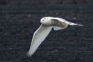 2014-02-02 Snowy IF2_7v2.jpg