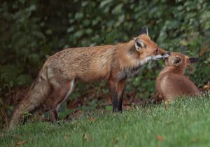 2023-06-02 KIT FOX BATHE_01_4v2.jpg