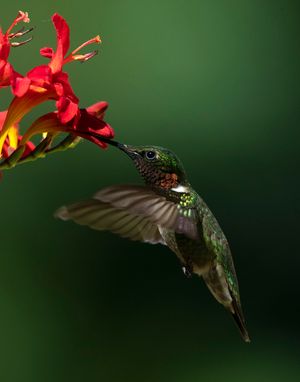 2022-07-04  RTHUM CROC_3V2.jpg