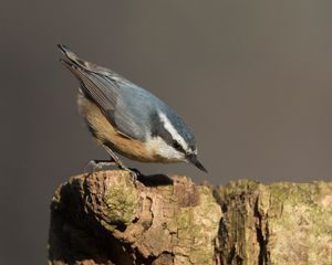 2018-12-30 RB NUTHATCH_2_1V2.jpg