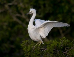 2023-06-29 LBH NESTLING_03_2v2.jpg