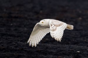 2014-02-02 Snowy IF Series1_21v2.jpg