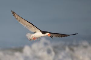 2016-08-29 BSKIMMER FISH_2_7v2.jpg