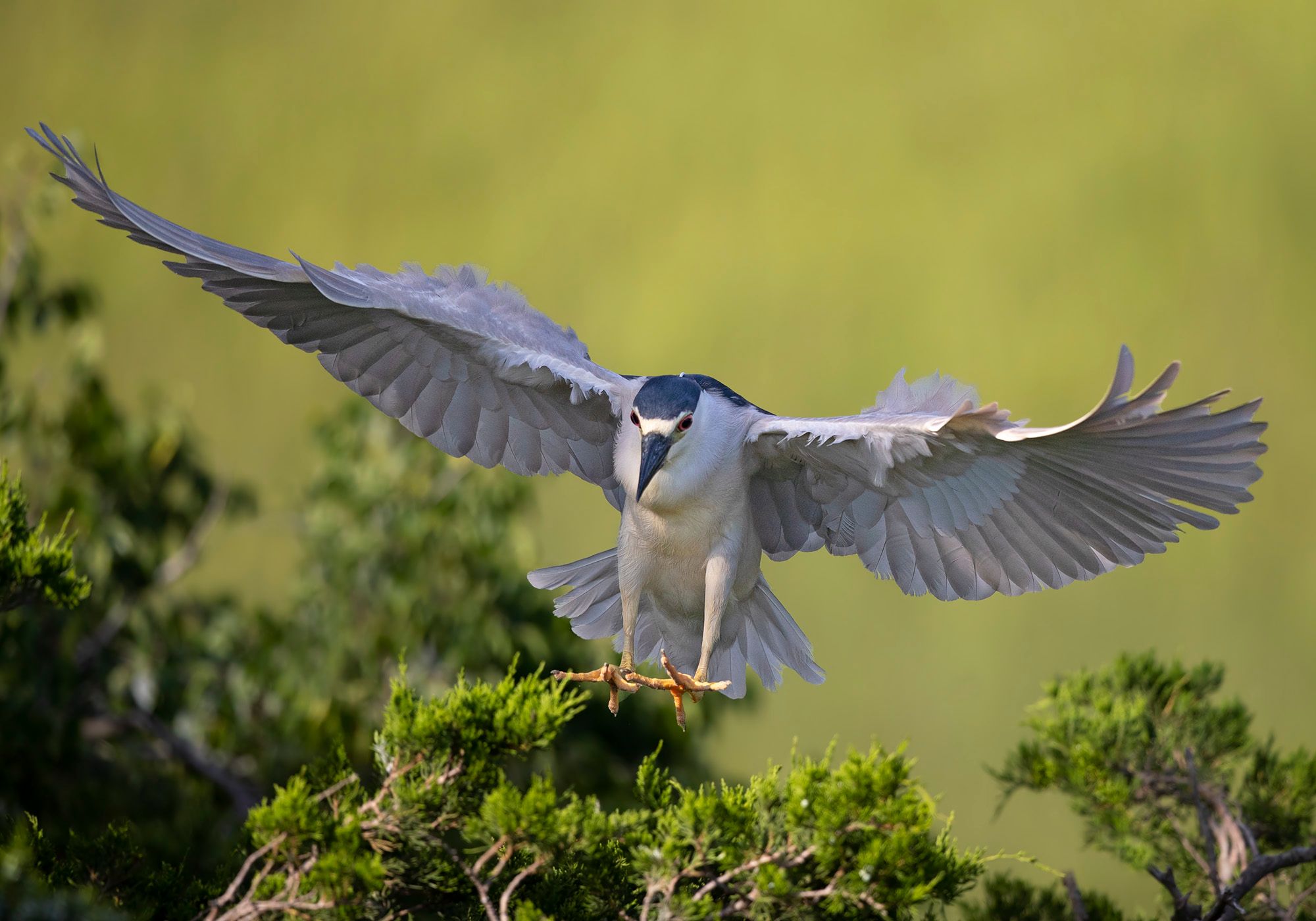 2023-07-05 BCNH IF 08_2v2.jpg