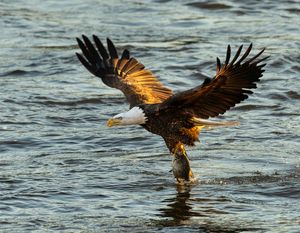 2025-12-03 BE RIVER FISH SERIES_10v2 copy.jpg