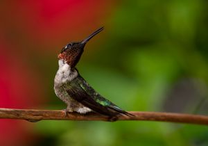 2021-07-28 RUBY PERCHED 1_1V2.jpg