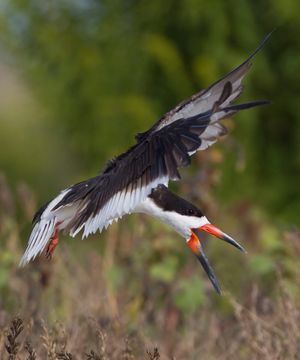 2015-09-25 SKIMMERS IF ADULT_18v2.jpg