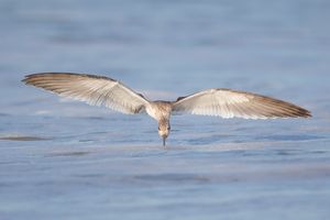 2016-08-30 BSKIMMER JUV SKIM_7v2.jpg