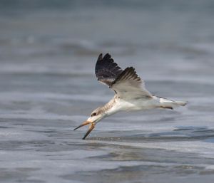 2016-08-30 BSKIMMER JUV SKIM_5_2v2.jpg