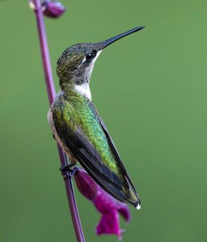 2024-08-02 RUBY JUVI PERCHED PURPLE_2V2 copy.jpg