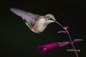 2025-07-18  RTHB JUVI PURPLE PERCHED_6v2 copy.jpg