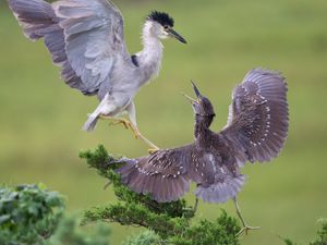 2016-08-06 BCNH  and JUV (18V3).jpg