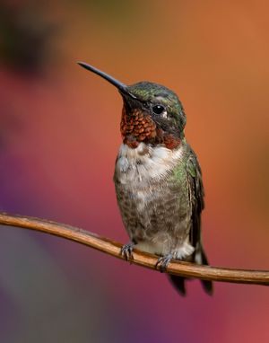 2021-08-07  RUBY PERCHED MALE 6_1V2.jpg
