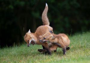 2023-06-09 FOX KITS TANGLE_18V2.jpg