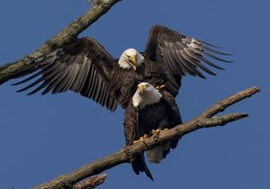 2023-10-24  BE MATING_24v2.jpg