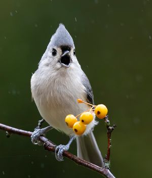 2023-09-25 TMouse_01_4v2.jpg