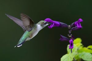 2023-07-26 RTHUM JUVI PURPLE 01_1V2.jpg