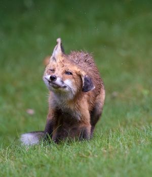 2023-07-08 FOX KIT RAIN 01_12V2.jpg