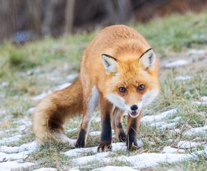 2025-01-13 FOX SNOW_9v2 copy.jpg