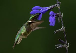 2023-07-10 RTHB PURPLE 01_6v2.jpg