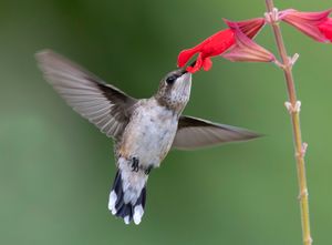 2024-07-29 RUBY JUVI RED_8V2 copy.jpg