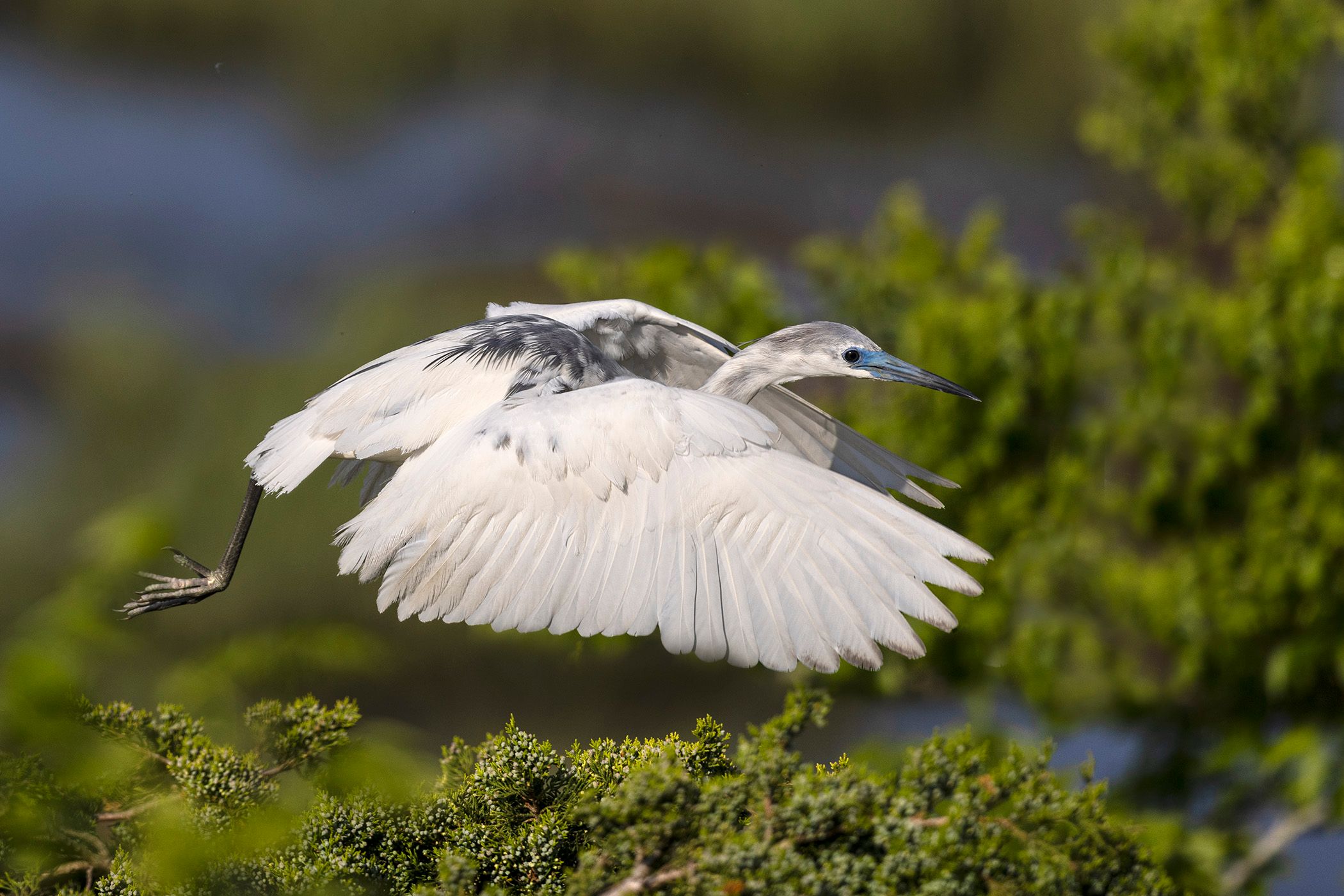 2024-05-21 LB Heron TWO YEAR OLD_7v2 copy.jpg