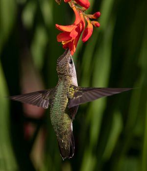 2023-08-09  RTHUM JUVI FEMALE CROC 01_16V2.jpg